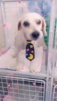 Fofinho