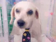 Fofinho