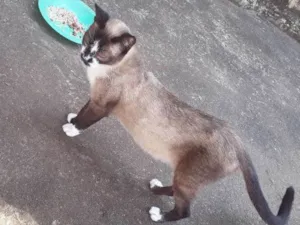 Gato raça Gato idade 1 ano nome Xana