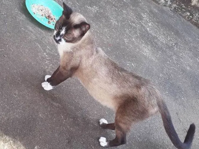 Gato ra a Gato idade 1 ano nome Xana