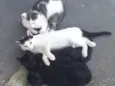 Xaninha e seus filho