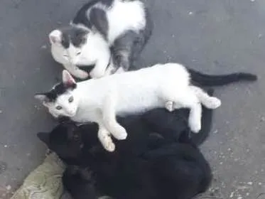 Gato ra a Gato  idade 2 a 6 meses nome Xaninha e seus filho
