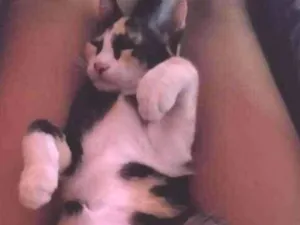 Gato raça Não é de raça idade 2 a 6 meses nome Pintada