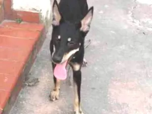 Cachorro raça SRD idade 1 ano nome Sem nome