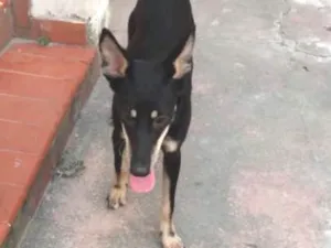Cachorro raça SRD idade 1 ano nome Sem nome