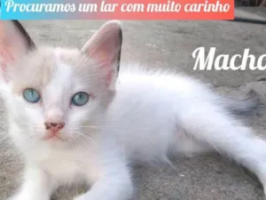 Gato raça  idade 2 a 6 meses nome Gatinhos 1,2 e 3