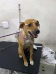 Princesa