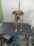 Princesa