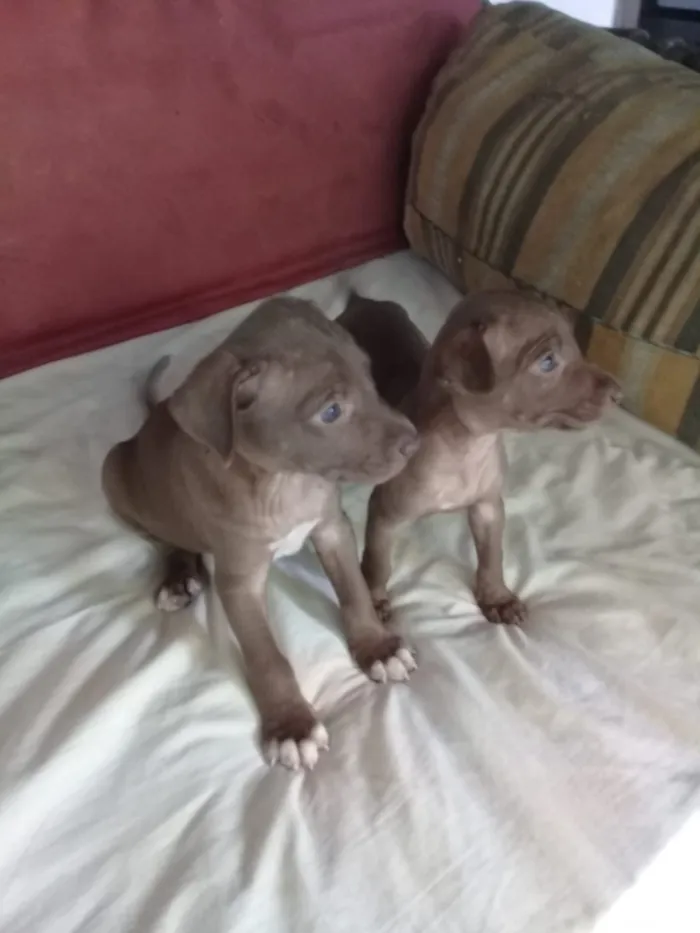 Cachorro ra a indefinido idade 2 a 6 meses nome sem nome