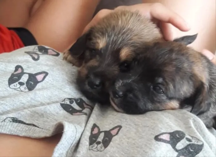 Cachorro ra a SRD idade Abaixo de 2 meses nome Não têm nomes 