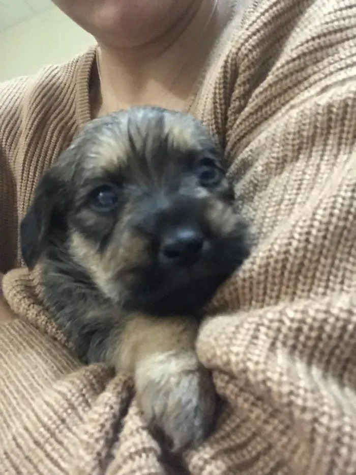 Cachorro ra a SRD idade Abaixo de 2 meses nome Não têm nomes 