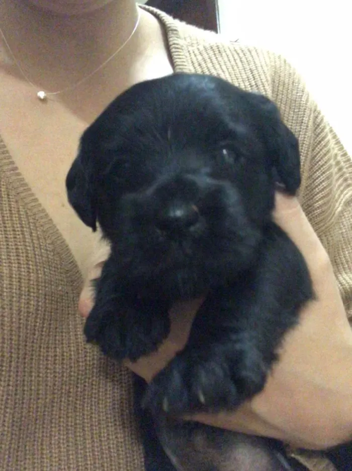 Cachorro ra a SRD idade Abaixo de 2 meses nome Não têm nomes 