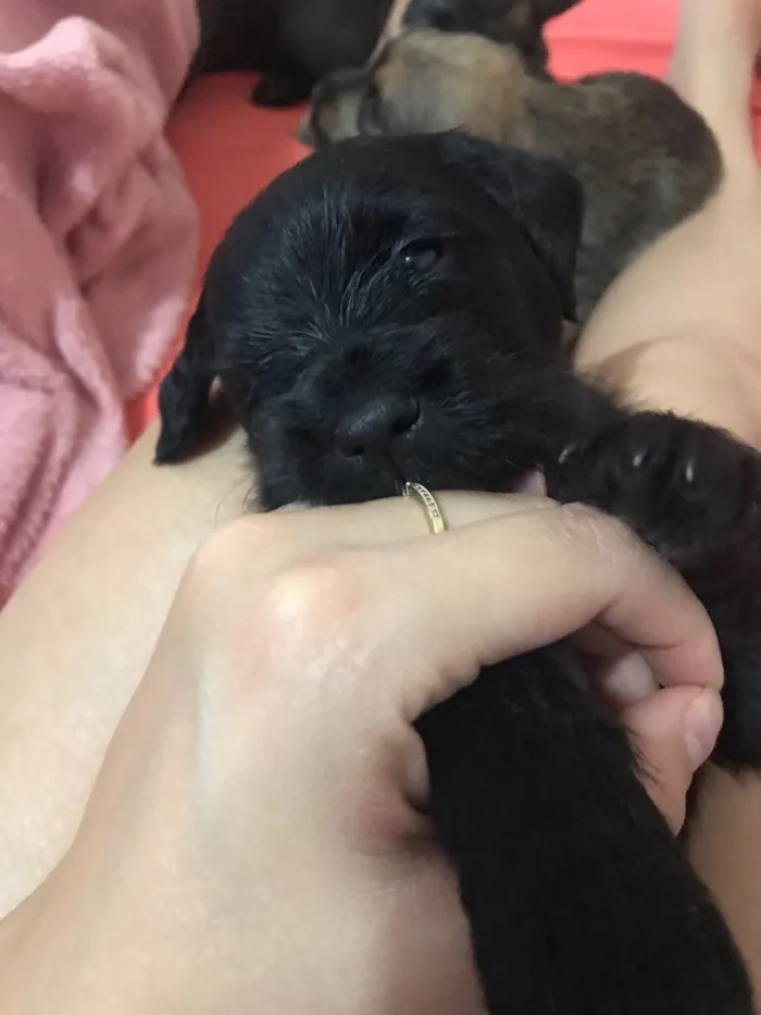 Cachorro ra a SRD idade Abaixo de 2 meses nome Não têm nomes 