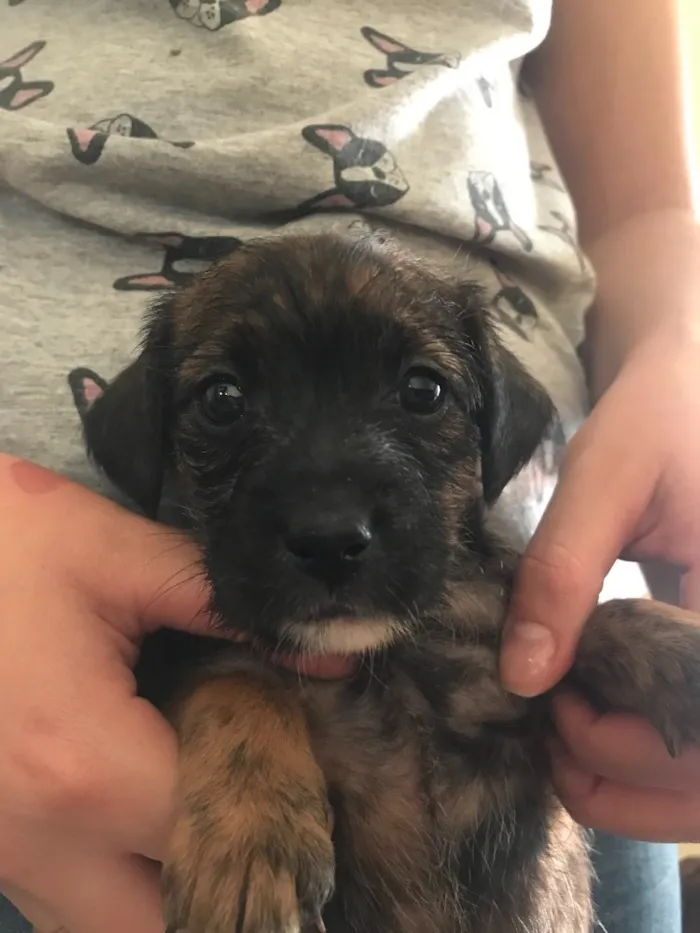 Cachorro ra a SRD idade Abaixo de 2 meses nome Não têm nomes 