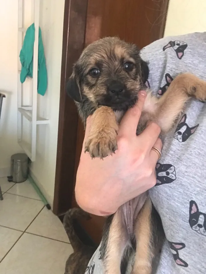 Cachorro ra a SRD idade Abaixo de 2 meses nome Não têm nomes 