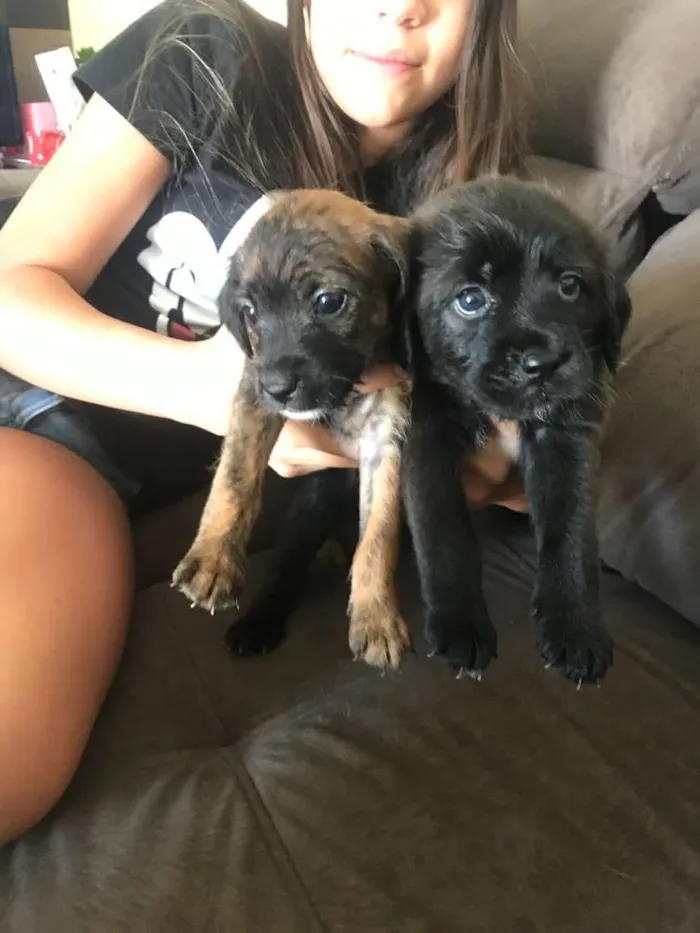 Cachorro ra a SRD idade Abaixo de 2 meses nome Não têm nomes 
