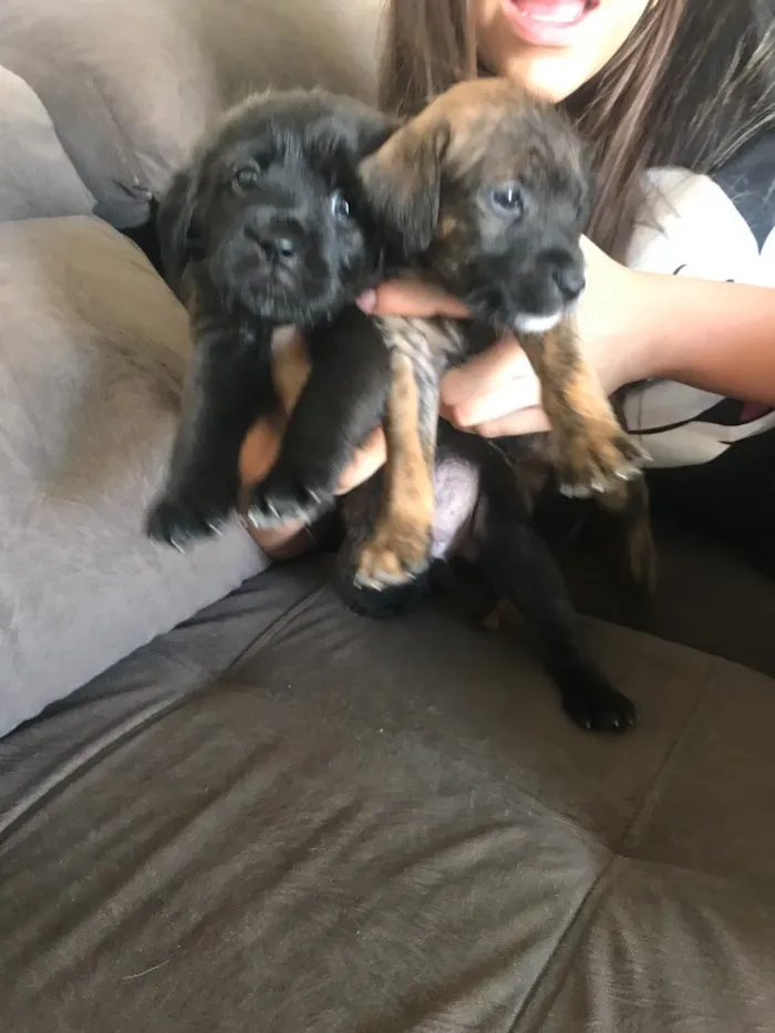 Cachorro ra a SRD idade Abaixo de 2 meses nome Não têm nomes 