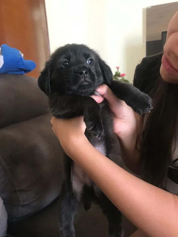 Cachorro ra a SRD idade Abaixo de 2 meses nome Não têm nomes 