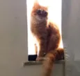Bolotinha e Pimpolho