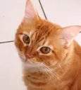 Bolotinha e Pimpolho