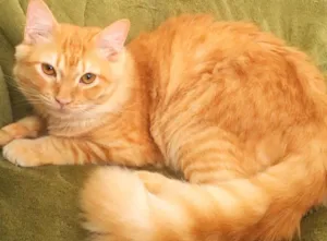 Gato raça Angorá  idade 2 anos nome Bolotinha e Pimpolho