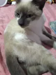 Felix 