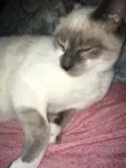 Felix 