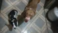 Taz