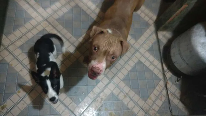 Cachorro raça American bulle idade 7 a 11 meses nome Taz