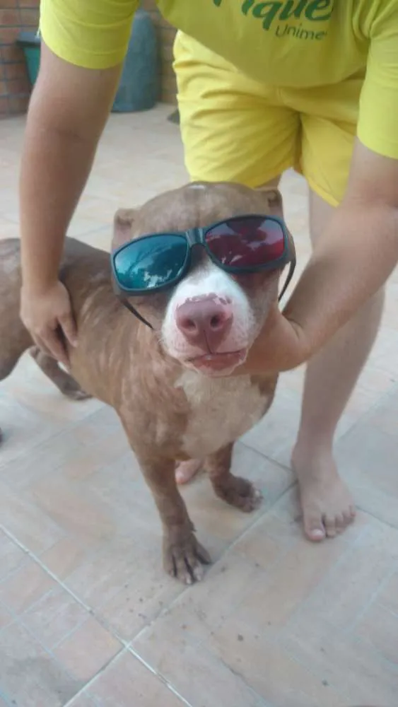 Cachorro raça American bulle idade 7 a 11 meses nome Taz