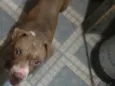 Taz