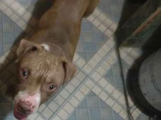 Cachorro raça American bulle idade 7 a 11 meses nome Taz