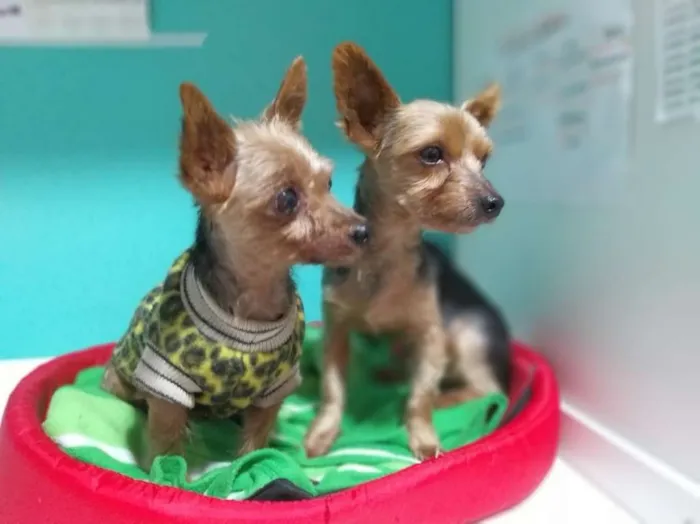Cachorro ra a Yorshire idade 3 anos nome nao sei o nome