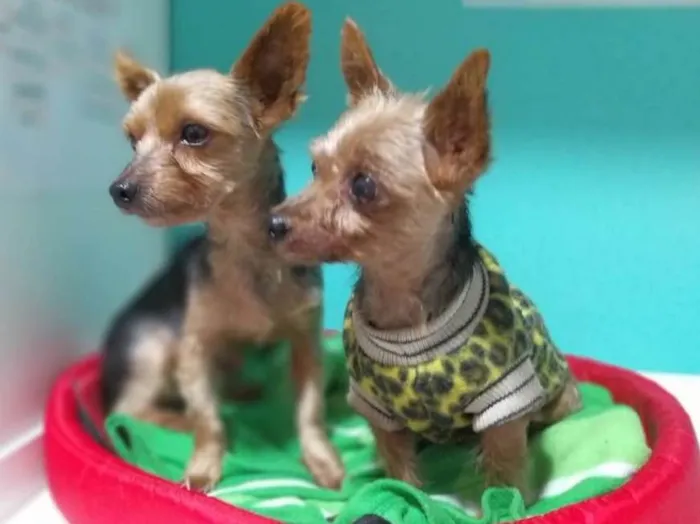Cachorro ra a Yorshire idade 3 anos nome nao sei o nome