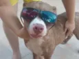 Taz