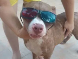 Cachorro raça American bulle idade 7 a 11 meses nome Taz