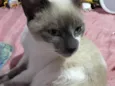 Felix 