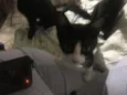 Enzo