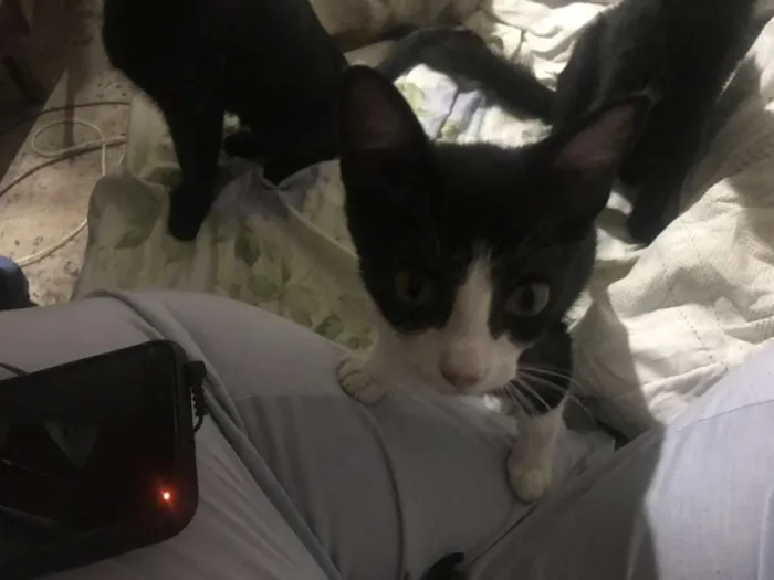 Gato ra a Vira-lata idade 2 a 6 meses nome Enzo