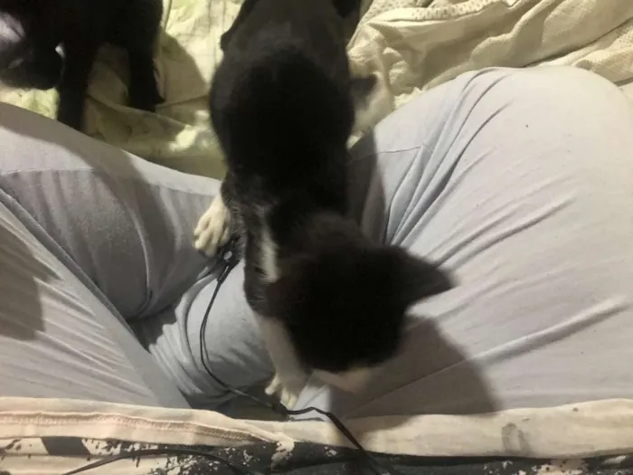 Gato ra a Vira-lata idade 2 a 6 meses nome Enzo