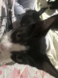 Enzo