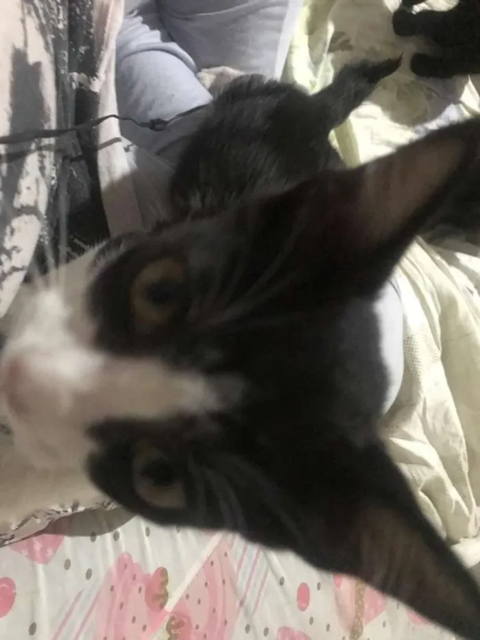Gato ra a Vira-lata idade 2 a 6 meses nome Enzo