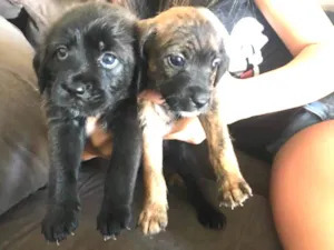 Cachorro raça SRD idade Abaixo de 2 meses nome Não têm nomes 