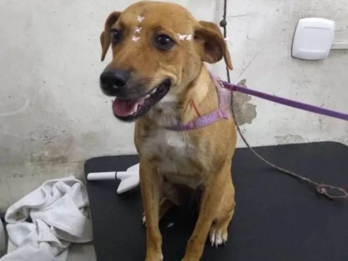 Cachorro ra a Vira lata idade 3 anos nome Princesa