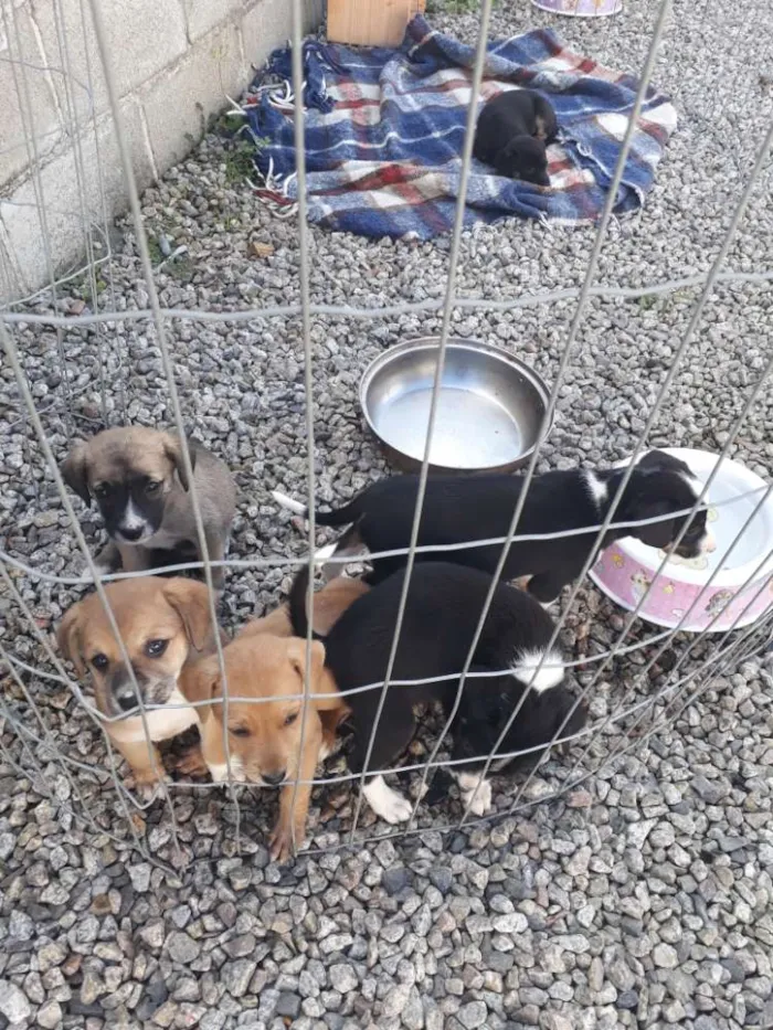 Cachorro ra a Vira lata idade Abaixo de 2 meses nome São 6 animais 