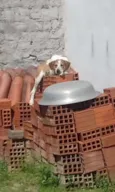 Rex
