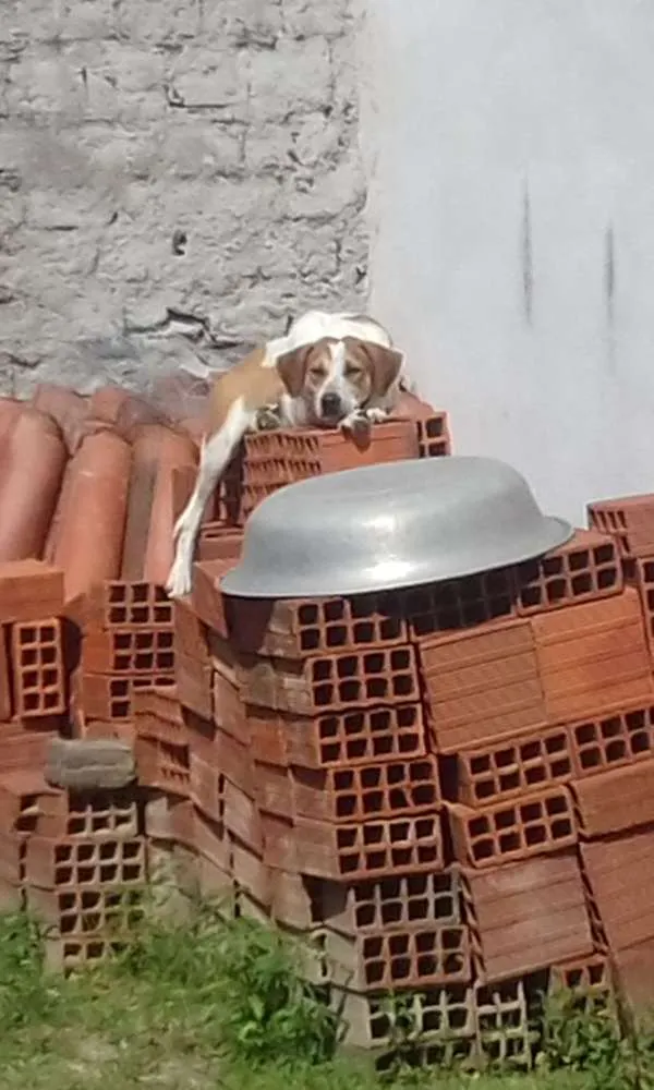 Cachorro raça Viralata idade 1 ano nome Rex
