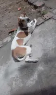 Rex