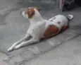Rex
