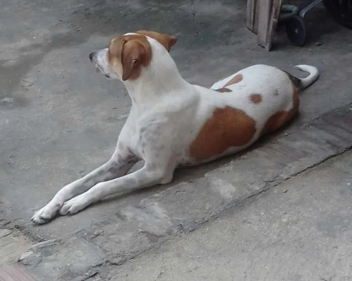 Cachorro raça Viralata idade 1 ano nome Rex